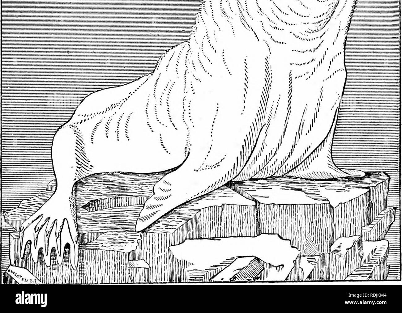 . Die Meeressäuger des nord-westlichen Küste von Nordamerika, beschrieben und abgebildet, zusammen mit einem Konto der amerikanischen Wal - Fischerei. Cetacea; Dichtung; Walfang. ' - Â â Kr'^x â': Â Â Â Â Â Â Â Â Â Â Â Â&gt; â':#/#. Nr. I. âFull - gealterte männliche, St. Paul's Island. {Gezeichnet von Elliott.) Nr. 4 und 5 stellen die relativen Anteile von einer weiblichen, (Ansicht von der Seite und unten, die von einem toten Tier, durch Messungen verifiziert wurden. Nr. G zeigt die bekannte Haltung der Pelzrobben beider Geschlechter, vor allem der jüngeren Tieren, oder solche, die an drei oder vier Jahre alt sein. Ich Stockfoto