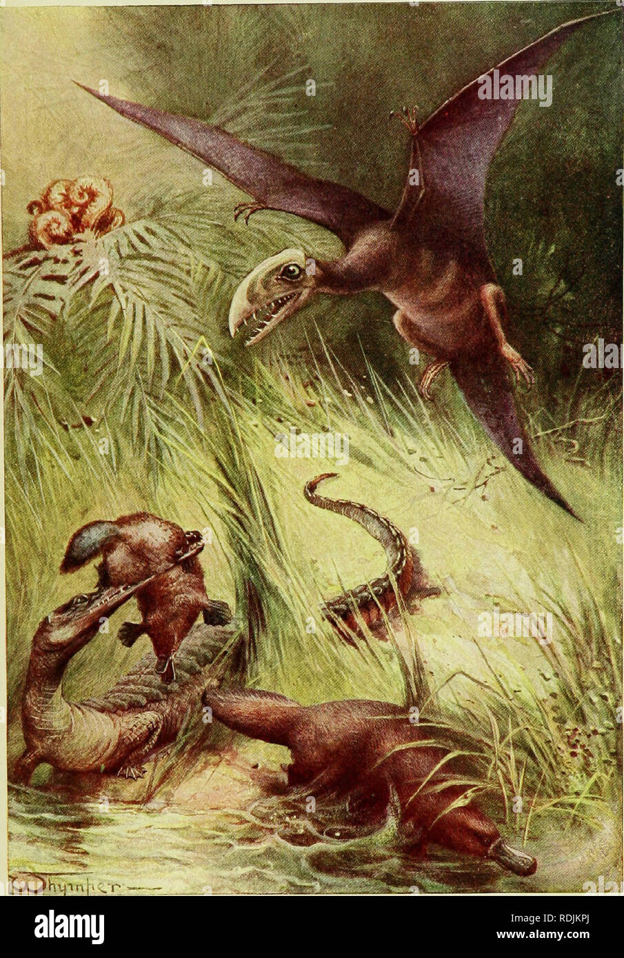 . Das Buch der Tierwelt. Säugetiere. Säugetiere. Eine ausgestorbene PlerodacLyle wie es in tTit^ erschien beleuchtet, die ausgestorben Teleosaurus (auf lefl) und zwei Beispiele der Duck-Billed I "latypus, letztere noch vorhandenen "in Australien und Tasmanien. Bitte beachten Sie, dass diese Bilder sind von der gescannten Seite Bilder, die digital für die Lesbarkeit verbessert haben mögen - Färbung und Aussehen dieser Abbildungen können nicht perfekt dem Original ähneln. extrahiert. Westell, William Percival. London, J. M. Dent; New York, E. S. Dutton Stockfoto