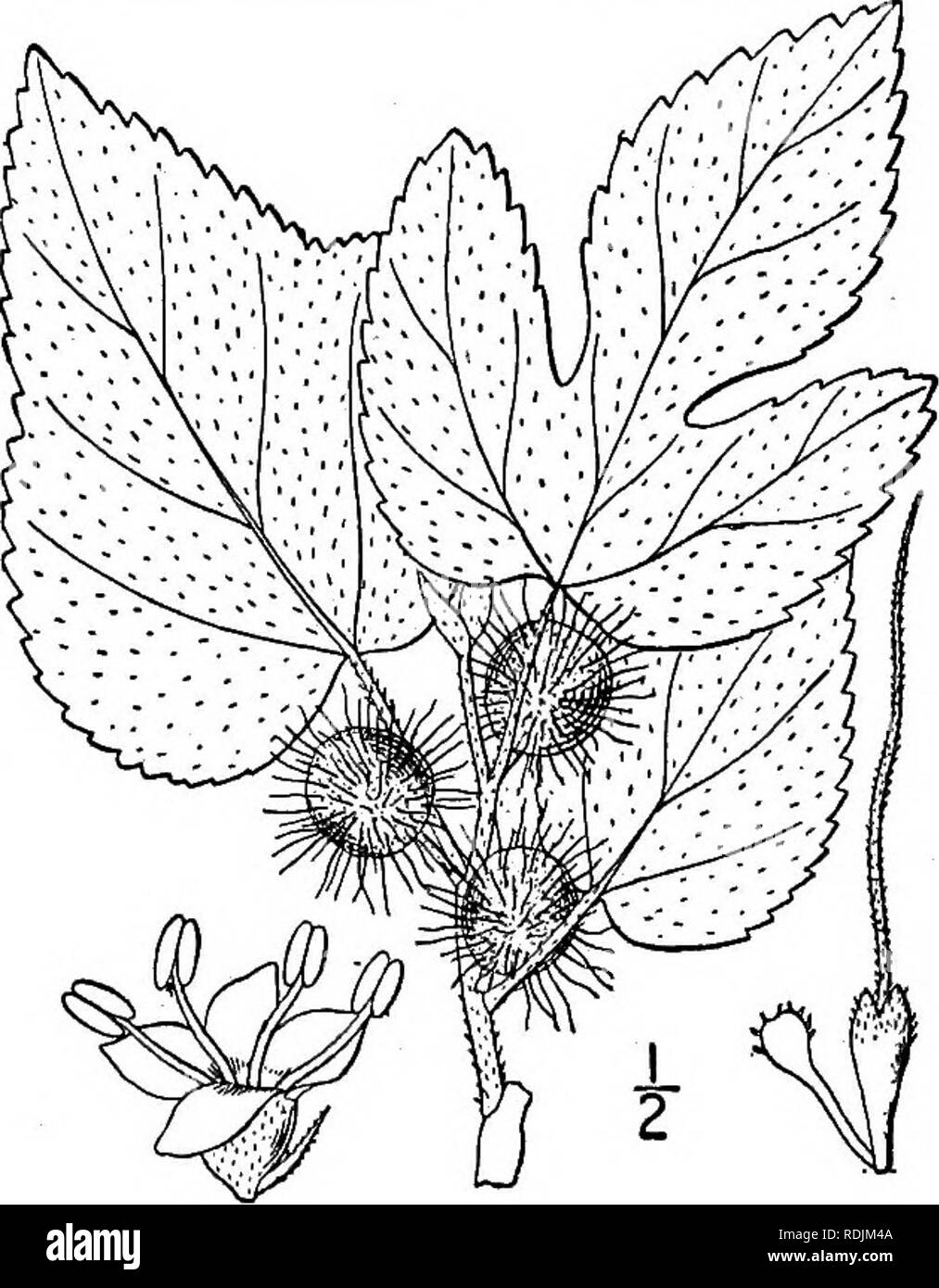 . Eine Illustrierte Flora von der nördlichen USA, Kanada und die britischen Besitzungen, von Neufundland zu den Parallelen der südlichen Grenze von Virginia, und vom Atlantik westwärts zu den 102 d Meridian. Botanik; Botanik. ein Filiform einfache Jong-gilts Stil, der calyces zu fleischig und erweiterten Obst, dicht zusammengefasst in einem großen kugelförmigen Kopf. Endosperm keine; Embryo gebogen. [Name Griechisch, bedeutet Bogen - Holz.] Eine monotypische Gattung der südlich-zentralen Staaten der USA; der Name ursprünglich gedruckt, durch Typo - grafische Fehler, Ioxylon. Ich. Toxylon pomiferum Raf. Osage oder Wild oder Stockfoto