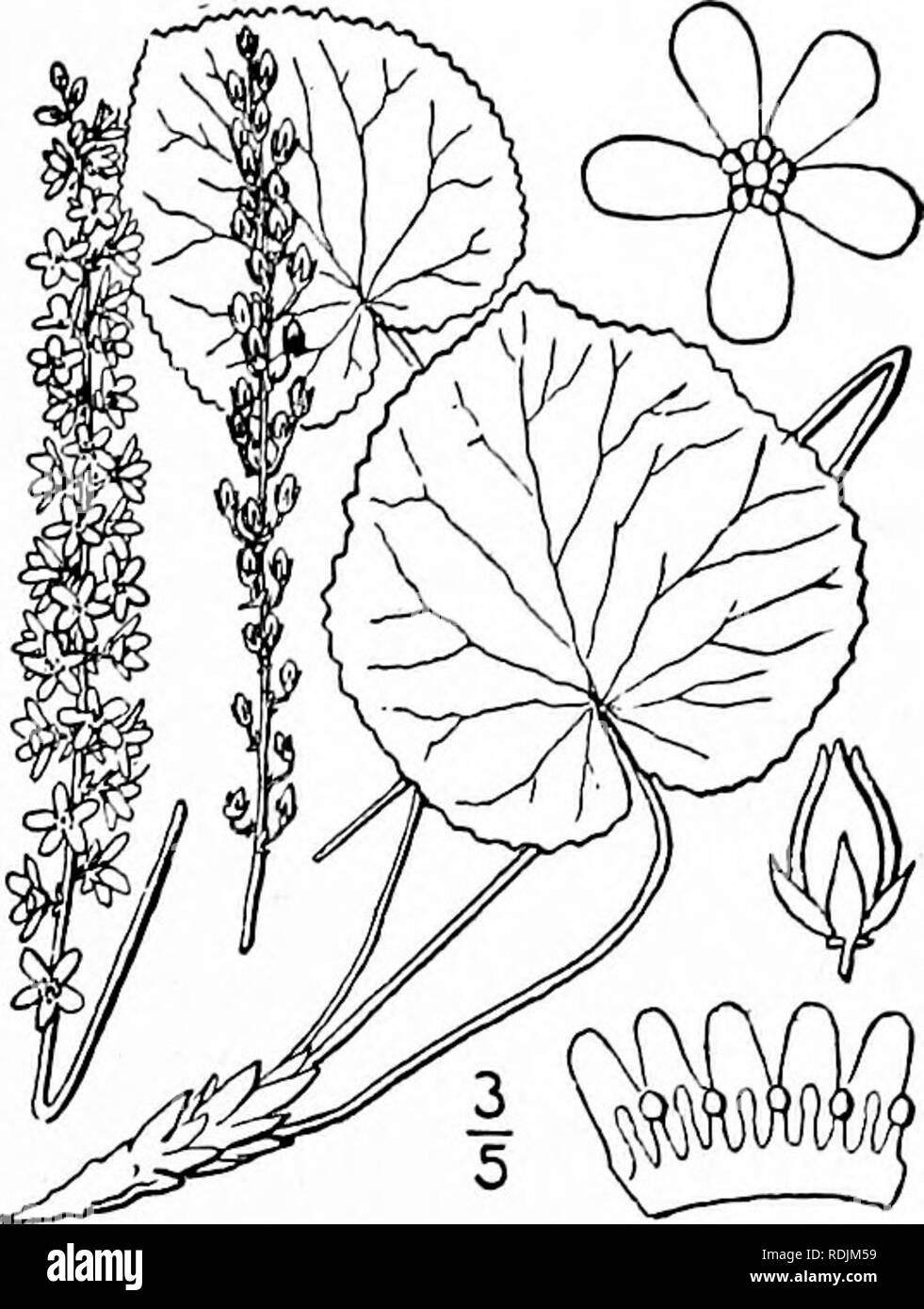 . Eine Illustrierte Flora von der nördlichen USA, Kanada und die britischen Besitzungen, von Neufundland zu den Parallelen der südlichen Grenze von Virginia, und vom Atlantik westwärts zu den 102 d Meridian. Botanik; Botanik. Gattung 3. DIAPENSIA FAMILIE. 707 I. Galax aphylla L. Galax. Galaxy. Käfer - Unkraut. Abb. 3280. Galax aphylla L. Sp. PI. 200. 1753. Scape ij" hoch, terete, mit rotem schuppigen Hüllblätter an der Basis und viele rote faserige Wurzeln. Blätter orbicular, oder breit eiförmig, tief herzförmige an der Basis mit einer eher schmalen Sinus, persistent, crenate - gyrus oder doppelt den-ticulate wi Stockfoto