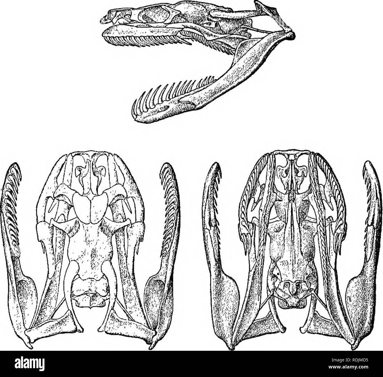 . Katalog der Schlangen im British Museum (Natural History)... Schlangen. 14 COLTJBBID^. Kg. 1.. Schädel von Homalopsis bticcata. J - 1. Homalopsis taccata. Merr. Beitr. ii, S. 36, Pi. x. (1790); Russell, Ind Serp. ii. pi. Xxxiii (1801). Coluber buccatus, Linn. Mus. Ad. Frid. S. 29, Pi. xix. fier. 3 (1764) und S. N. ich. S. 377 (1766). ^ ' subalbidus, Gmel. S. N. ich. S. 1103 (1788). Vipera buccata, Bavd. Rept. vi. S. 220 (1803). Coluber monilis, teil., Daud. A.a.o. vii. s. 69 (1803). borridiis, Itaud. I. c. S. 71. Homalopsis molurus, Kuhl, Isis, 1826, S. 213. monilis, Boie, Isis, 1827, S. 62 Stockfoto