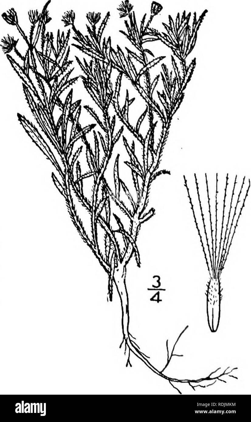 . Eine Illustrierte Flora von der nördlichen USA, Kanada und die britischen Besitzungen, von Neufundland zu den Parallelen der südlichen Grenze von Virginia, und vom Atlantik westwärts zu den 102 d Meridian. Botanik; Botanik. Erigeron canadensis L. Sp. Pl/863. 17153. Leptilon canadense Britton, Britt. &Amp; Braun, 111. Fl. 3: 391. 189 S. Stammzellen - hispid Pubertierenden oder glabrate, 3'-io° hoch, die größeren Anlagen paniculately viel abgezweigt. Blätter in der Regel pubertierenden oder Ciliate, der basalen und unteren Spatelförmig, petioled, eingeschnitten, gyrus oder en-Reifen, 1'-4' lang, stumpf oder acutish, die der s Stockfoto