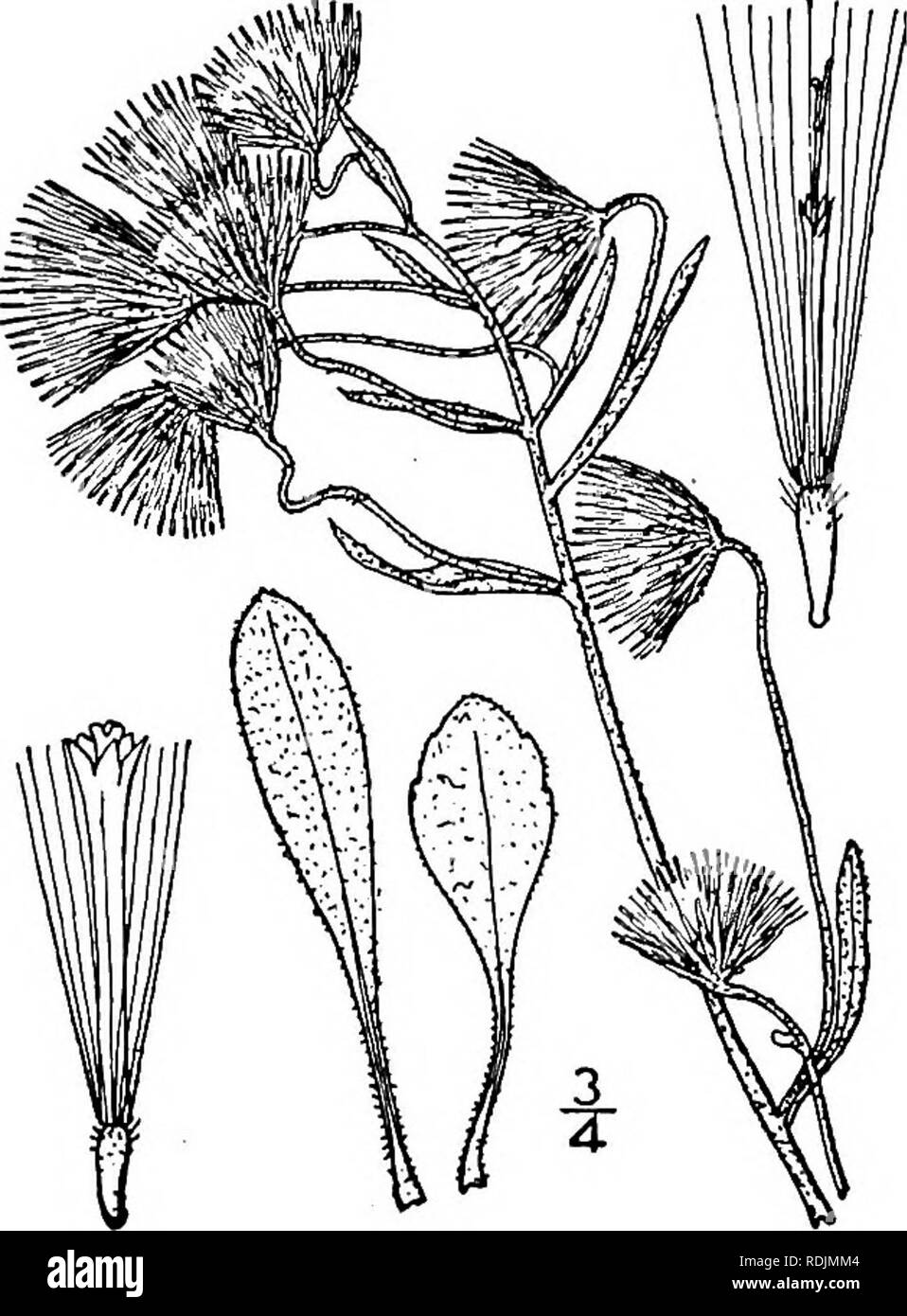 . Eine Illustrierte Flora von der nördlichen USA, Kanada und die britischen Besitzungen, von Neufundland zu den Parallelen der südlichen Grenze von Virginia, und vom Atlantik westwärts zu den 102 d Meridian. Botanik; Botanik. 16. Erigeron vermis (L.) T.&amp; G. frühen Fleabane. Abb. 4376. Aster vernus L. Sp. PI. 876. 1753. E. nudicaulis Michx. Fl. Bor. Standort. 2: 124. 1803. Erigeron vernus T.&amp; G. Fl. N. A.2: 176. 1841. Durch Ausläufer und Offsets Staude; Stammzellen Schlanke, einfache oder verzweigte, kahl oder behaart, die Zweige i°-2 i° hoch. Blätter vor allem in einer basalen Rosette, glabr Stockfoto