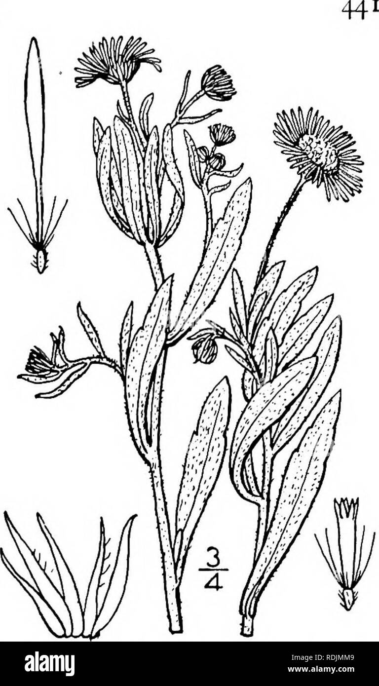 . Eine Illustrierte Flora von der nördlichen USA, Kanada und die britischen Besitzungen, von Neufundland zu den Parallelen der südlichen Grenze von Virginia, und vom Atlantik westwärts zu den 102 d Meridian. Botanik; Botanik. 16. Erigeron vermis (L.) T.&amp; G. frühen Fleabane. Abb. 4376. Aster vernus L. Sp. PI. 876. 1753. E. nudicaulis Michx. Fl. Bor. Standort. 2: 124. 1803. Erigeron vernus T.&amp; G. Fl. N. A.2: 176. 1841. Durch Ausläufer und Offsets Staude; Stammzellen Schlanke, einfache oder verzweigte, kahl oder behaart, die Zweige i°-2 i° hoch. Blätter vor allem in einer basalen Rosette, glabr Stockfoto