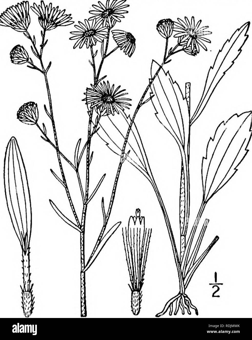 . Eine Illustrierte Flora von der nördlichen USA, Kanada und die britischen Besitzungen, von Neufundland zu den Parallelen der südlichen Grenze von Virginia, und vom Atlantik westwärts zu den 102 d Meridian. Botanik; Botanik. In Bermuda eingebürgert. 14. Erigeron ramosus (Walt.) B.S.P. Daisy Fleabane. Abb. 4374. Anmerkungen ramosum Walt. Fl. Auto. 205. 1788. E. strigosus Muhl.; Willd. Sp. PI. 3: 1956. 1804. Stenactis Beyrichii F. &Amp; M. Index Sem. Hort. Petrop. 3: 1838. Erigeron ramosus B.S.P. Prel. Kat. N.Y., 27. 1888. Erigeron ramosus Beyrichii Smith &Amp; Teich, Bot. Surv. Neb. Ein: Stockfoto