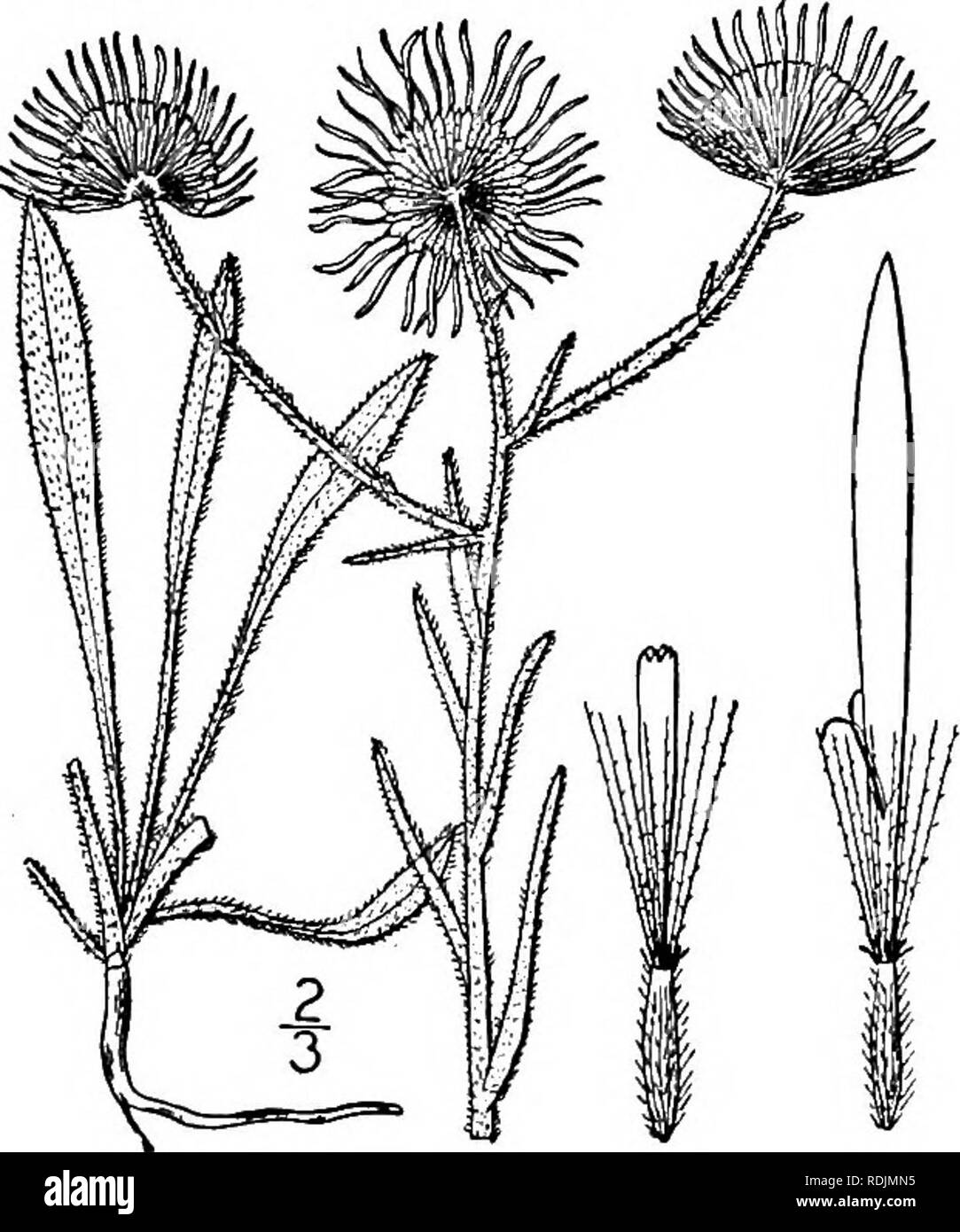 . Eine Illustrierte Flora von der nördlichen USA, Kanada und die britischen Besitzungen, von Neufundland zu den Parallelen der südlichen Grenze von Virginia, und vom Atlantik westwärts zu den 102 d Meridian. Botanik; Botanik. 10. Erigeron philadelphicus L. Philadel - phia Fleabane. Skevish. Abb. 4370. Erigeron philadelphicus L. Sp. PI. 863. 1753. Durch Ausläufer und Offsets mehrjährig, weich behaarte oder manchmal fast Kahl; Stängel schlank, meist oben, l°-3° Hohe abgezweigt. Die basale und die unteren Blätter eiförmig oder Spatelförmig, stumpf, gyrus, 1/-3'Lange, in kurzen Blattstielen verengt; obere St Stockfoto
