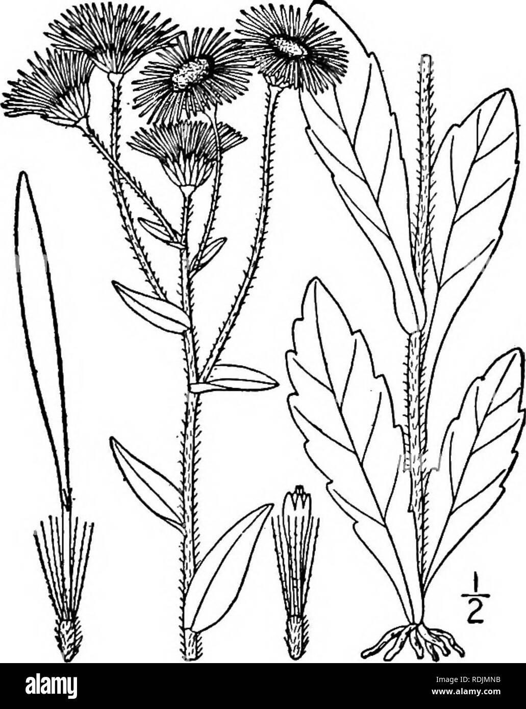 . Eine Illustrierte Flora von der nördlichen USA, Kanada und die britischen Besitzungen, von Neufundland zu den Parallelen der südlichen Grenze von Virginia, und vom Atlantik westwärts zu den 102 d Meridian. Botanik; Botanik. 10. Erigeron philadelphicus L. Philadel - phia Fleabane. Skevish. Abb. 4370. Erigeron philadelphicus L. Sp. PI. 863. 1753. Durch Ausläufer und Offsets mehrjährig, weich behaarte oder manchmal fast Kahl; Stängel schlank, meist oben, l°-3° Hohe abgezweigt. Die basale und die unteren Blätter eiförmig oder Spatelförmig, stumpf, gyrus, 1/-3'Lange, in kurzen Blattstielen verengt; obere St Stockfoto