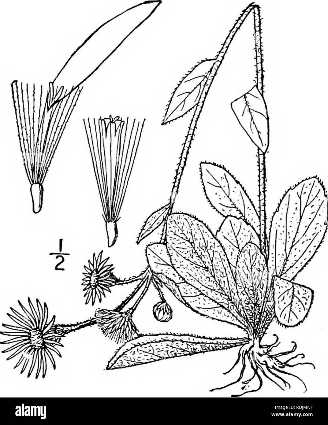 . Eine Illustrierte Flora von der nördlichen USA, Kanada und die britischen Besitzungen, von Neufundland zu den Parallelen der südlichen Grenze von Virginia, und vom Atlantik westwärts zu den 102 d Meridian. Botanik; Botanik. Gattung 35. THISTLE FAMILIE. 439 g. Erigeron pulchellus Michx. Robin's oder armen Robin Wegerich. Abb. 4369. E. pulchellus Michx. Fl. Bor. Standort. 2: 124. 1803. E. bellidifolius Muhl.; Willd. Sp. PI. 3: 1958. 1804. Mehrjährig durch Ausläufer und Offsets, Villous - Pubescent; Stengel Einfach, schlank, io'-24' hoch. Basalen Blätter getuftet, Spatelförmig oder eiförmig, etwas keilförmige bei t Stockfoto