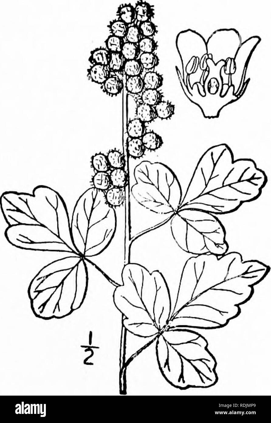 . Eine Illustrierte Flora von der nördlichen USA, Kanada und die britischen Besitzungen, von Neufundland zu den Parallelen der südlichen Grenze von Virginia, und vom Atlantik westwärts zu den 102 d Meridian. Botanik; Botanik. Gattung 2. SUMAC FAMILIE. 483 2. Schmaltzia trilobata (Nutt.) Klein. Krank - duftende Sumac. Skunk - Bush. Abb. 2780. Rhus trilobata Nutt.; T.& G. Fl. N. A. I: 21 Q. 1838. Rhus aromatica var. trilobata A. Grau.; S. Wats. Bot. King's Exp. S3. 1871. Schmaltzia trilobata Kleine, Fl. SE. Us 728. 1903. Ein kahl oder etwas behaarter Strauch, 2°-6° hoch. Blätter petioled, 3 - Stockfoto . Eine Illustrierte Flora von der nördlichen USA, Kanada und die britischen Besitzungen, von Neufundland zu den Parallelen der südlichen Grenze von Virginia, und vom Atlantik westwärts zu den 102 d Meridian. Botanik; Botanik. Gattung 2. SUMAC FAMILIE. 483 2. Schmaltzia trilobata (Nutt.) Klein. Krank - duftende Sumac. Skunk - Bush. Abb. 2780. Rhus trilobata Nutt.; T.& G. Fl. N. A. I: 21 Q. 1838. Rhus aromatica var. trilobata A. Grau.; S. Wats. Bot. King's Exp. S3. 1871. Schmaltzia trilobata Kleine, Fl. SE. Us 728. 1903. Ein kahl oder etwas behaarter Strauch, 2°-6° hoch. Blätter petioled, 3 - Stockfoto