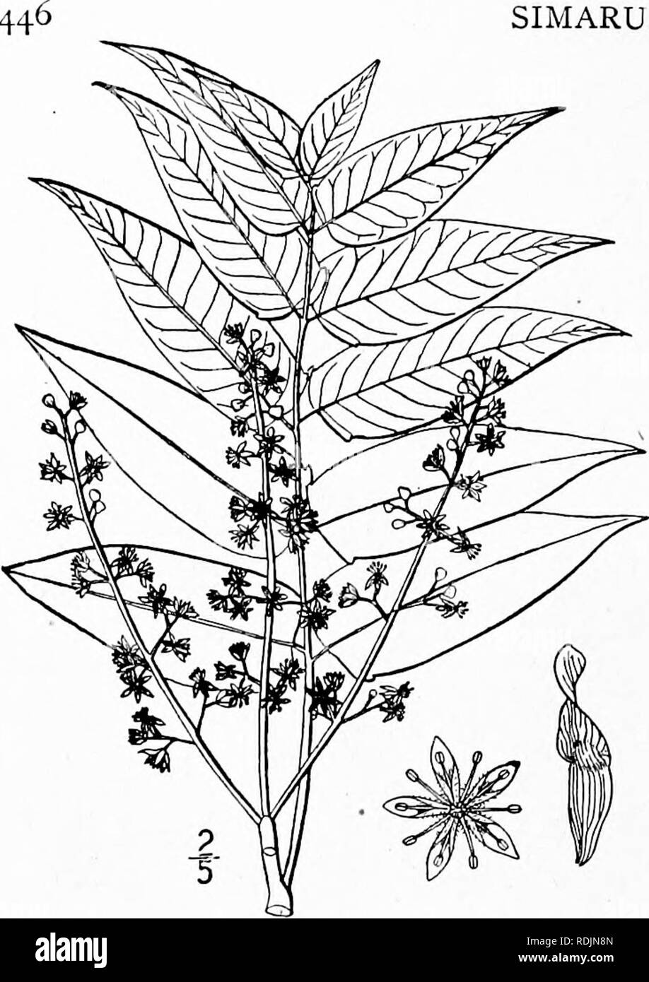 . Eine Illustrierte Flora von der nördlichen USA, Kanada und die britischen Besitzungen, von Neufundland zu den Parallelen der südlichen Grenze von Virginia, und vom Atlantik westwärts zu den 102 d Meridian. Botanik; Botanik. SIMARUBACEAE. Vol. II. I. Ailanthus glandulosa Desf. - Von - Himmel. Ailanthus. Abb. 2694. Ailanthus glandulosa Desf. Mem. Acad. Paris 1786; 265. 1789. Ein Baum, 40°-9 O° hoch. Blätter i° -3° lange, petioled, kahl, odd-Gefiedert; Broschüren 13 - 41, gegenüber oder fast so, entstielt, eiförmige oder Eiförmig-Lanzettlichen, herzförmige oder Truncate und oft schräg an der Basis, akute oder Stockfoto