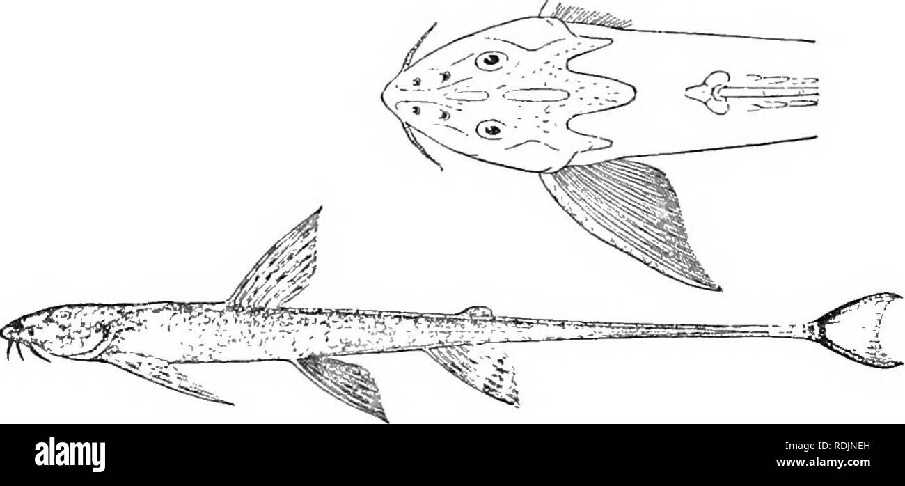 . Katalog der Süßwasser-Fische von Afrika in das British Museum (Natural History)... Fische; Süßwasser-Tiere. 504 SILUKID ^E. 5. PHRACTUHA LONGICAUDA. Bouleng. Ann. &Amp; Mag. N. H. (7) xii. 1903, S. 439. Tiefe der Körper 14 Mal in der Gesamtlänge, Länge des Kopfes 6 | Zeiten. Kopf 1} so lang wie breit, die leicht rugose Schädel mit sehr dünnen Haut bedeckt; Schnauze die halbe Länge des Kopfes, spitz, projiziert ein wenig über Mund; Raum zwischen den zwei nasenlöcher an fast gleicher Entfernung vom Ende der Schnauze und von Auge; Auge superolateral, dessen Durchmesser 5-j mal in der Länge von Kopf, 1 | in interocular wid Stockfoto