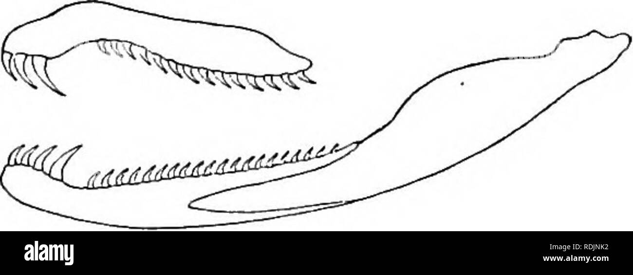 . Katalog der Schlangen im British Museum (Natural History)... Schlangen. 326 COLTTBRID^. 1. Bothrolycus ater. Ater, Gunth Bothrolyous. I. c. pi. Ivii. tig. B. in der Schnauze projizieren, schräg abschneiden; loreal Region vertikale. Rostralen ein wenig breiter als tief, nicht von oben sichtbar; inter-nasals viel kürzer als der prsefrontals; frontale einmal und ein halb so lang wie breit, solange seine Entfernung vom Ende der Schnauze, solange die parietals; loreal Bügelfalte, Eingabe der ej'e; zwei postoculars; temporals 1 + 2; sieben obere labials, Dritten, Vierten und Fünften Eingabe des Auges; Vier Stockfoto