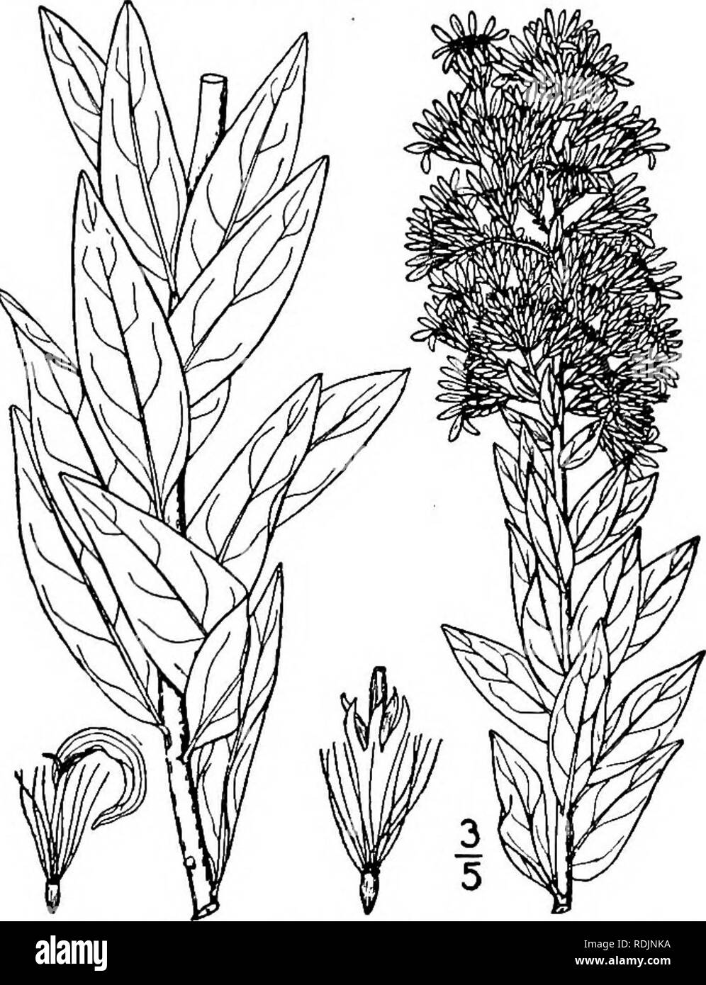 . Eine Illustrierte Flora von der nördlichen USA, Kanada und die britischen Besitzungen, von Neufundland zu den Parallelen der südlichen Grenze von Virginia, und vom Atlantik westwärts zu den 102 d Meridian. Botanik; Botanik. Gattung 22. THISTLE FAMILIE. 3 S 5 10. Solidago macrophylla Pursh. Großblättrige Golden-rod. Abb. 4222. Solidago macrophylla Pursh, Fl. Standort. Sept. 542. 1814. Solidago thyrsoidea E.Meyer, PI. Lab. 63. 1830. Stammzellen gerieft, kahl oder spärlich behaart, Stout, 6-40 hoch. Blätter dünn, eiförmig, zugespitzt, oder der basalen, stumpf, scharf gesägt, kahl oder sparsam p Stockfoto