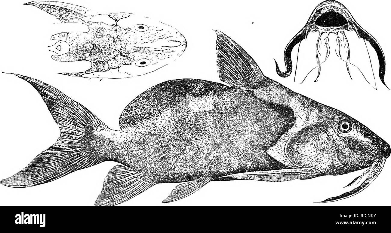 . Katalog der Süßwasser-Fische von Afrika in das British Museum (Natural History)... Fische; Süßwasser-Tiere. STNODOKTIS. 475 Tiefe der Körper 2 § 3^ Zeiten in der Gesamtlänge, Länge des Kopfes 2^3 Mal. Kopf 1 j zu 2 mal so lang wie breit, rugose, Granulat aus zwischen den Augen, das Granulat, manchmal ein wenig auf der Schnauze; Schnauze obtusely hingewiesen, Solange oder ein wenig kürzer als postocular Teil des Kopfes; Auge supero - seitliche, 4 (jungen) bis 6^mal in Länge von Kopf, nicht weniger als die Stelle zwischen Breite in junge, 1J zu 2 Mal in Stelle zwischen Breite bei Erwachsenen. Mund Stockfoto