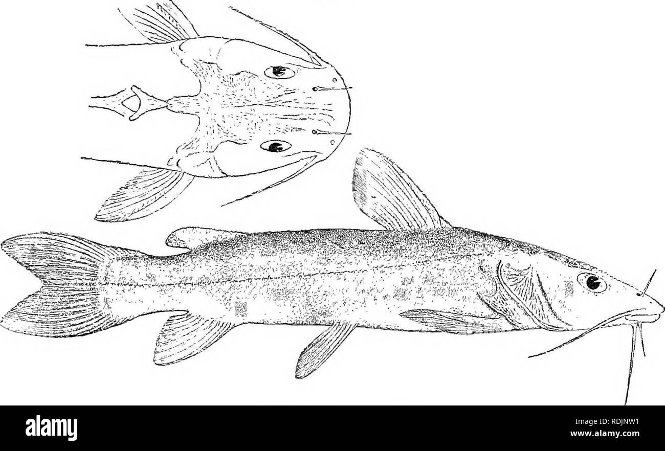 . Katalog der Süßwasser-Fische von Afrika in das British Museum (Natural History)... Fische; Süßwasser-Tiere. CHRYSICHTHTS. 333 Mal. Kopf viel gedrückt, 1 J bis l £ mal so lange wie Brut, rugose und gestreift; okzipitalen Prozess eher breit, in Kontakt mit inter-neuronale Schild; Schnauze breit gerundet, sehr leicht über den Unterkiefer, 2 bis 3 Mal Durchmesser des Auges projizieren, whicb ist 6 bis 9 mal in der Länge von Kopf und 2 bis 5 mal in interocular Breite; Breite der Mund einmal und 1 zweimal in der Länge von Kopf bis; prsemaxillary Band der Zähne gebogen, 0 bis 8 Mal so lang wie breit; vomero-p Stockfoto