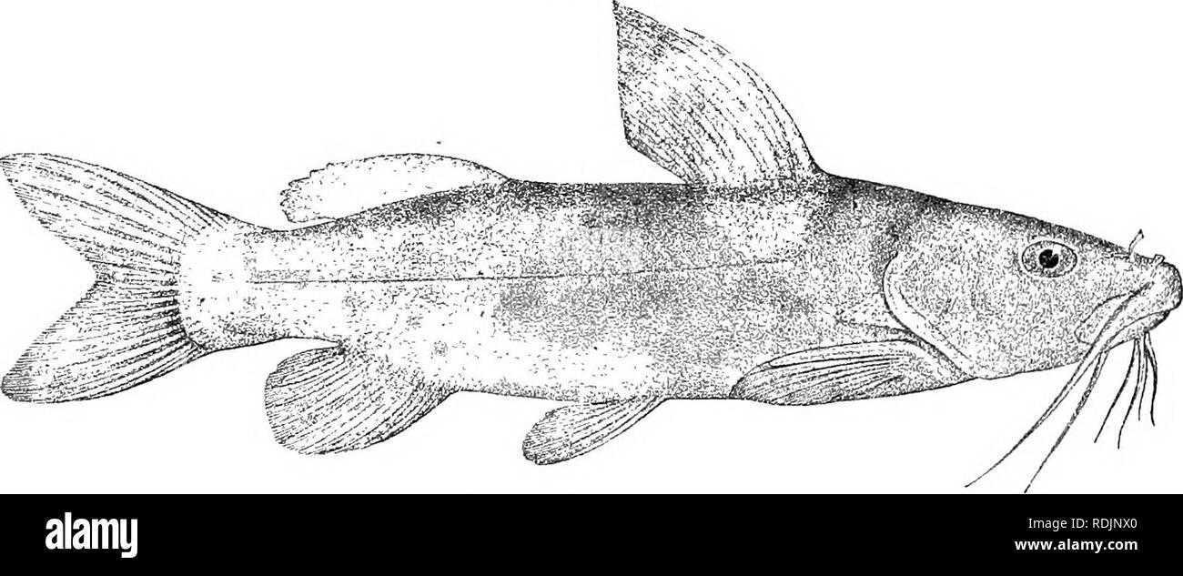 . Katalog der Süßwasser-Fische von Afrika in das British Museum (Natural History)... Fische; Süßwasser-Tiere. 328 SILTJEID ^E. gerundet; Auge 4 (jungen) bis 5^mal in der Länge von Kopf, wenn auf 2 w Zeiten in interocular Breite; Mund unterlegen, seine Breite Wenn auf 2 mal in der Länge von Kopf; prgemaxillary Band der Zähne gerade, 2^3 mal so lang wie breit; vomero-Lateralis Zähne bilden ein schmales Band eng Inter- rupted in der Mitte; verstopfte Barben f bis j Durchmesser des Auges; maxillaris Barbe § Länge von Kopf, mandibulares Barteln kürzer, äußere Wenn auf 1 J mal Innere. Gill - rakers kurz, 10-12 auf den unteren Stockfoto