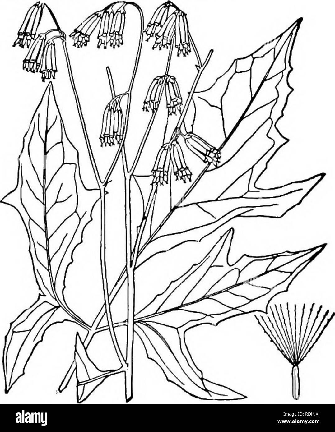 . Eine Illustrierte Flora von der nördlichen USA, Kanada und die britischen Besitzungen, von Neufundland zu den Parallelen der südlichen Grenze von Virginia, und vom Atlantik westwärts zu den 102 d Meridian. Botanik; Botanik. 336 CICHORIACEAE. Vol. III. . In Feldern und Feldgehölze, Massachusetts zu Southern New York, Florida, Alabama, Kentucky und Tennessee. Käfer, Unkraut. Klapperschlange-Root. Weiß Kopfsalat. Schlange - Enzian. July-Oct. Nabalus cylindncus Klein, der südlichen Bergen, nördlich bis nach Kentucky, unterscheidet sich von einer langgestreckten schmalen Rispe. 4. Nabalus trifoliolatus Cass. Große Ratte Stockfoto