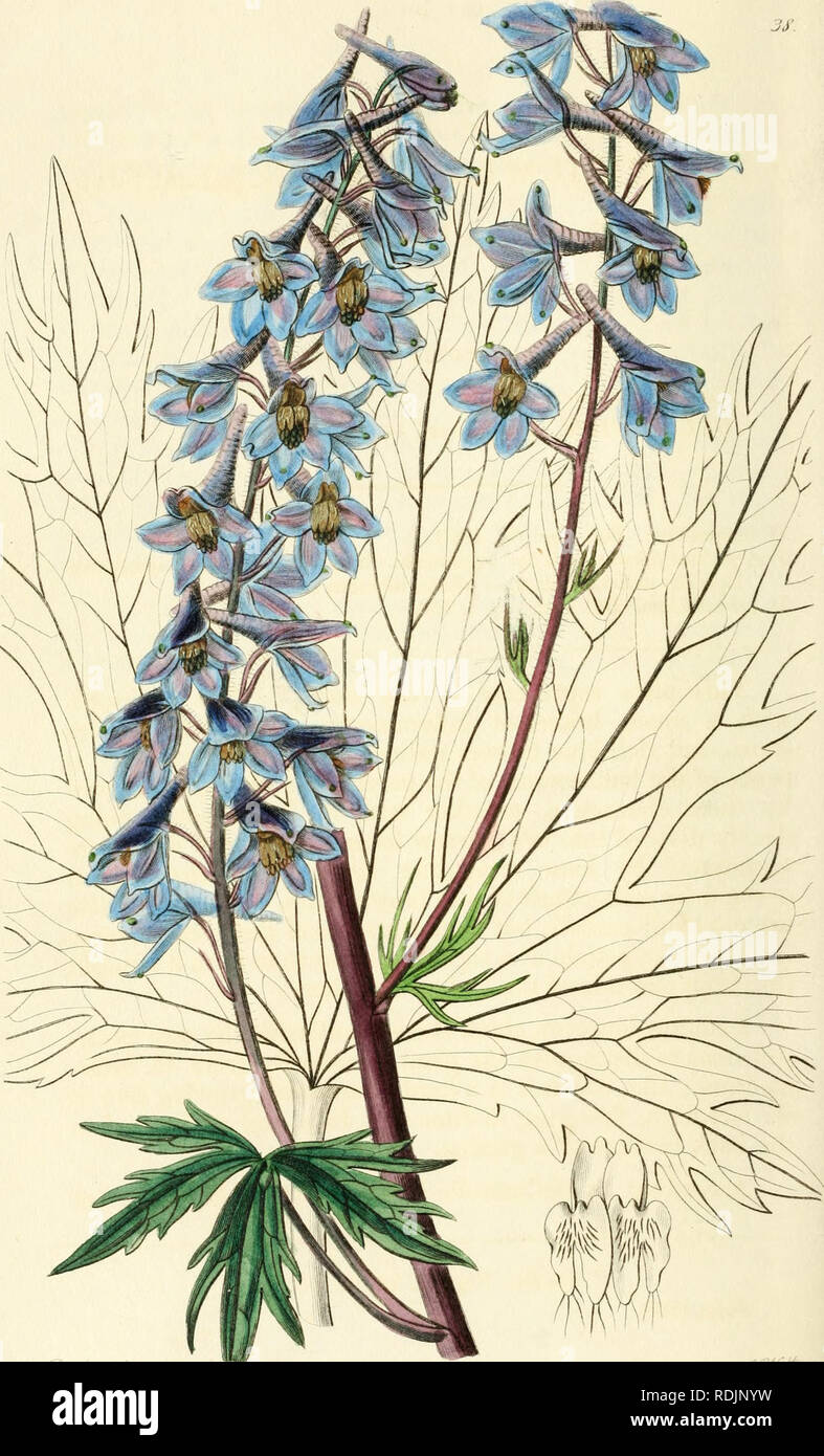 Botanische Illustration Stockfotos und bilder Kaufen Alamy