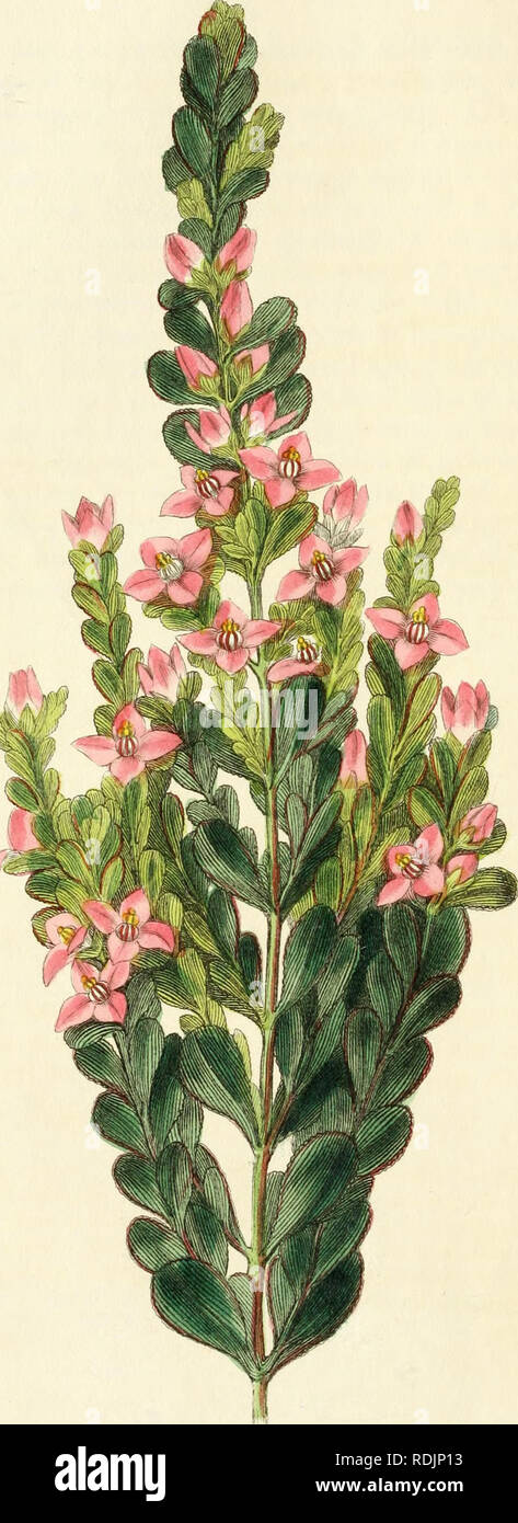 . Edwards' botanische registrieren, oder, ornamentalen Blumen - Garten und Gebüsch... Pflanzen, Zierpflanzen - - Großbritannien; Pflanzen, Zierpflanzen - - Großbritannien; Pflanze Einführung - - Großbritannien; fremder Pflanzen - - Großbritannien; Botanische Illustration - - Großbritannien; Botanische Illustration - - Großbritannien; Pflanzen; pflanzen. S. fS.. Bitte beachten Sie, dass diese Bilder sind von der gescannten Seite Bilder, die digital für die Lesbarkeit verbessert haben mögen - Färbung und Aussehen dieser Abbildungen können nicht perfekt dem Original ähneln. extrahiert. Edwards, Sydenham, 1769?-1819; Lindley, John, 1799-186 Stockfoto
