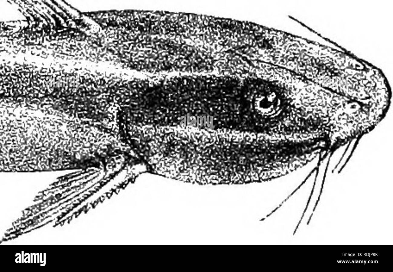 . Katalog der Süßwasser-Fische von Afrika in das British Museum (Natural History)... Fische; Süßwasser-Tiere. PLOTOSTJS. âEUTROP1 US. 279 Plotosus, castaneus Bleok. Nat. Tijdscbr. Ned. Ind. II 1851, S. 490. Plotosus arabischen, Bleek. Atl. Ichth. ii S. 98, Pi. xcv. Abb. 2 (18 G2); Tag, Fisch. Ind. S.483, pi.cxii. Abb. 4 (1878). Tiefe der Körper 6 £ bis 8 mal in der Gesamtlänge, Länge des Kopfes 4^5 Mal. Schnauze gerundet, schwach über Mund, seine Länge gleich Stelle zwischen Breite; Auge supero - seitliche, 5 bis 6 Mal in der Länge von Kopf; Lippen papillose; Zähne groß. Nasen- und inneren ma Stockfoto
