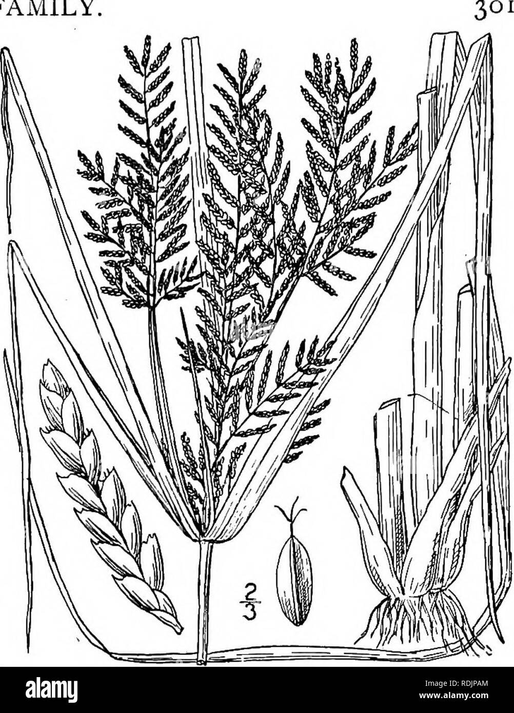 . Eine Illustrierte Flora von der nördlichen USA, Kanada und die britischen Besitzungen, von Neufundland zu den Parallelen der südlichen Grenze von Virginia, und vom Atlantik westwärts zu den 102 d Meridian. Botanik; Botanik. Gattung 2. Segge Familie. 10. Cyperus Iria L. Gelb Cyperus. Abb. 730. Cyperus Iria L. Sp. PI. 45. 1753. Jährliche mit faserige Wurzeln; culms getuftet, 4-20' hoch, 3-eckig. Basalen Blätter ich "-?", breit, kürzer als der culm oder entspricht es, die der Hülle ähnlich, die längeren übertraf die Blütenstand; Dolde mehrere geröntgt, meist zusammengesetzten; Spi Stockfoto