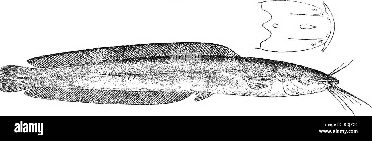 . Katalog der Süßwasser-Fische von Afrika in das British Museum (Natural History)... Fische; Süßwasser-Tiere. CLAEIAS. 243 Dies entspricht der Breite der Öffnung und Länge des Kopfes; Band von prse - maxillaris Zähne 6 mal so lang wie breit, vomerine Zähne granulare, bilden ein Crescentic Band, die so breit wie die praemaxiilary Band; verstopfte Barbe zu f Länge von Kopf; maxillaris Barbe fast so lang wie oder ein wenig länger als Kopf, in der Mitte oder am Ende der Pektorale Zinn; äußere mandibulären Barbe § 1 die Länge von Kopf, inneren {an |. 20 bis 23 Gill - rakers auf Anterioren arch. Schlüsselbeine versteckte Unte Stockfoto