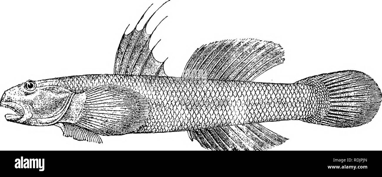 . Katalog der Süßwasser-Fische von Afrika in das British Museum (Natural History)... Fische; Süßwasser-Tiere. 14 OOBIID,!^. 2. SICYDIUM ACUTIPINNIS. "Ipinnis Cotylopus acut, Griiiclien. in Maillard, Notizen, Eeunion ii Hinzufügen. C, S. 10 (1862); Bleek. Arch. Neerl. ix. 1874, S. 313. Sicydium acutipin 77 e, Ogilvie-Grrant, Proc. Zool. Soc. 1884, S. 159. Tiefe der Körper 6 bis 7 mal in der Gesamtlänge, Länge des Kopfes 5^. Kopf so breit wie tief; Auge 5 bis 6 mal in der Länge von Kopf, gleich Stelle zwischen Breite; Mund bis unterhalb der Mitte des Auges; bewegliche LABIALEN Zähne Trikuspidalklappe, Mandibulares Stockfoto
