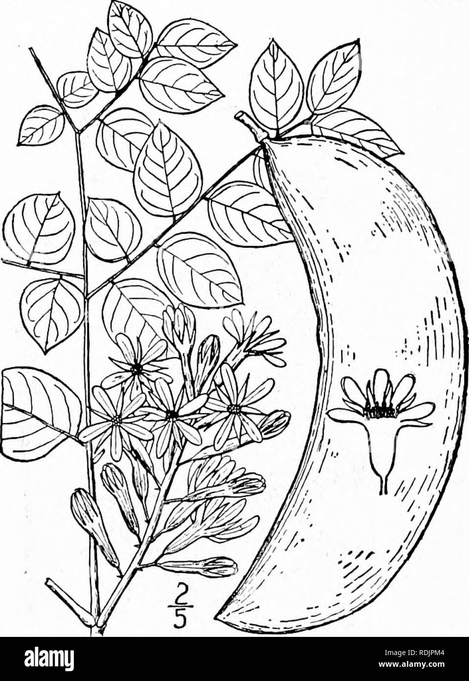. Eine Illustrierte Flora von der nördlichen USA, Kanada und die britischen Besitzungen, von Neufundland zu den Parallelen der südlichen Grenze von Virginia, und vom Atlantik westwärts zu den 102 d Meridian. Botanik; Botanik. 340 CAESALPINIACEAE. Vol. II. I. Gymnocladus dioica (L.) Koch. Ken-tucky Kaffee-tree. Abb. 2447. Guilandina dioica L. Sp. PI. 381, 1753. Gymnocladus canadensis Lam. Encycl. i: 733. 1783. Gymnocladus dioicus Koch, Dendrol. i: 5. 1869. Einen großen Wald Baum, mit groben Rinde, maxi-mum Höhe ca. 100°, und Stammdurchmesser von 3°. Blätter groß, bipinnate, blattstiel Stockfoto