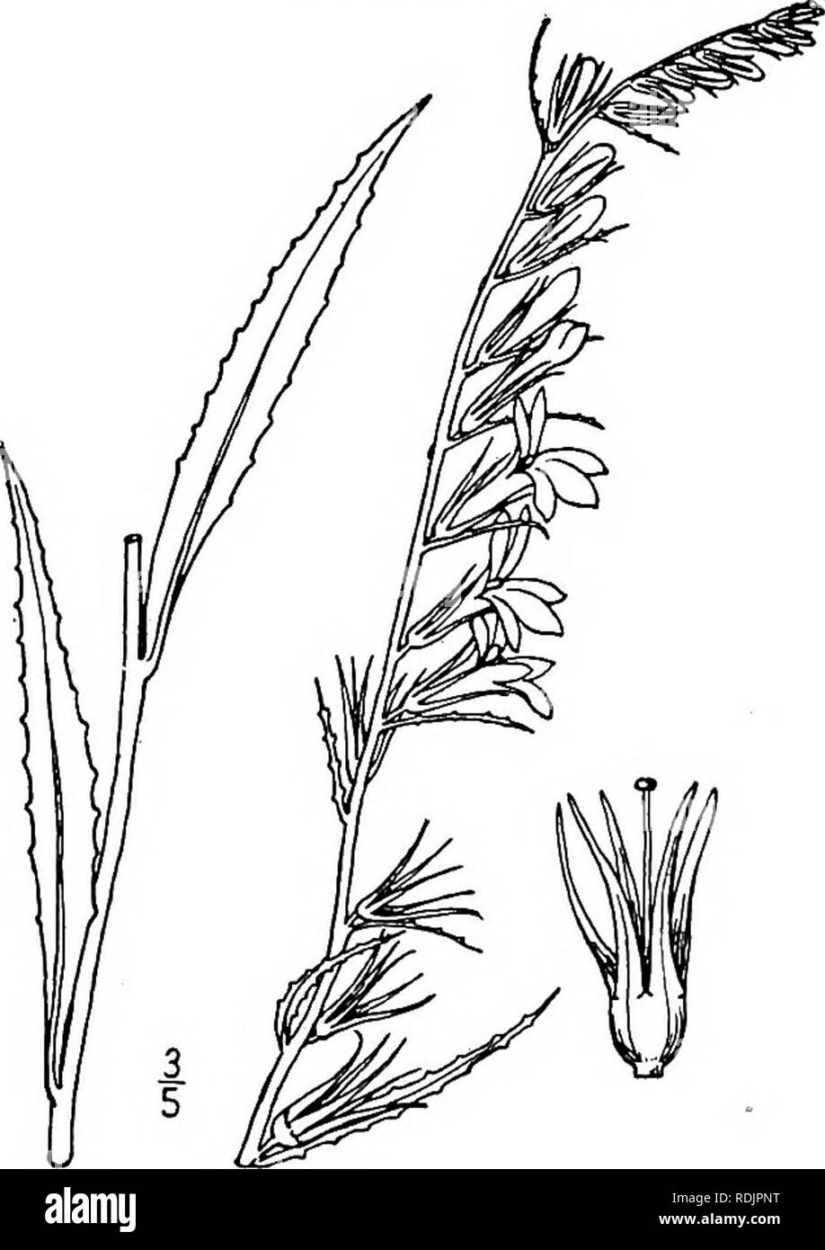 . Eine Illustrierte Flora von der nördlichen USA, Kanada und die britischen Besitzungen, von Neufundland zu den Parallelen der südlichen Grenze von Virginia, und vom Atlantik westwärts zu den 102 d Meridian. Botanik; Botanik. 5. Lobelia amoena Michx. Südliche Lobelia. Abb. 4032. Lobelia amoena Michx. Fl. Bor. Standort. 2: 152. 1803. Lobelia Amoena glandulifera A. Grau, Syn. Fl. 2:4. 1878. Fast kahl, Staude; Stammzellen einfache, schlanke, grüne, ich°-4° hoch. Blätter dünn, eiförmig bis länglich-Lanzettlichen, schmal rechteckig oder oval, repand - gyrus oder denticulate, die unteren petioled und Stockfoto