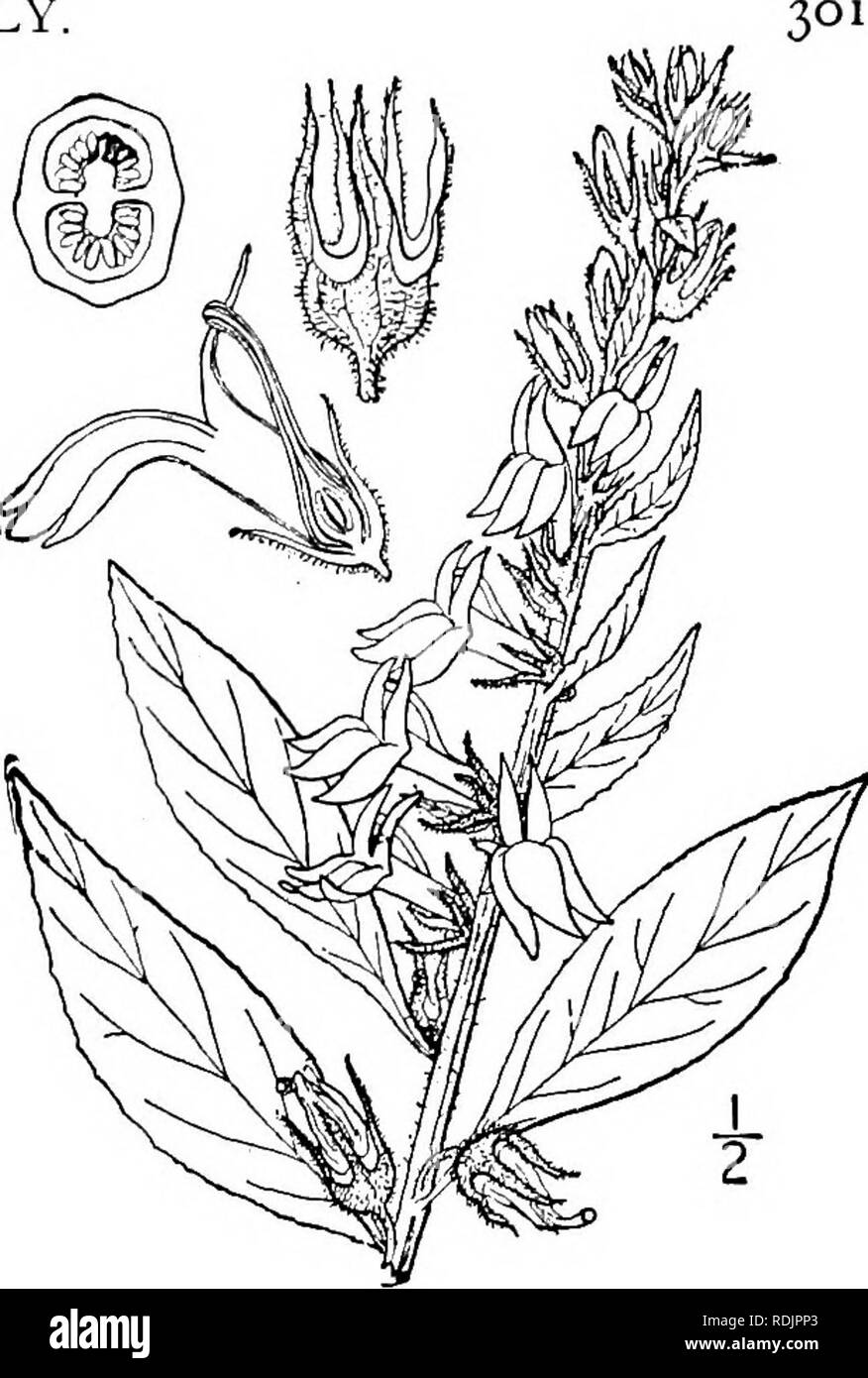 . Eine Illustrierte Flora von der nördlichen USA, Kanada und die britischen Besitzungen, von Neufundland zu den Parallelen der südlichen Grenze von Virginia, und vom Atlantik westwärts zu den 102 d Meridian. Botanik; Botanik. 5. Lobelia amoena Michx. Südliche Lobelia. Abb. 4032. Lobelia amoena Michx. Fl. Bor. Standort. 2: 152. 1803. Lobelia Amoena glandulifera A. Grau, Syn. Fl. 2:4. 1878. Fast kahl, Staude; Stammzellen einfache, schlanke, grüne, ich°-4° hoch. Blätter dünn, eiförmig bis länglich-Lanzettlichen, schmal rechteckig oder oval, repand - gyrus oder denticulate, die unteren petioled und Stockfoto