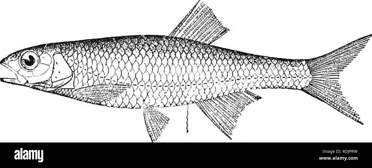 . Katalog der Süßwasser-Fische von Afrika in das British Museum (Natural History)... Fische; Süßwasser-Tiere. 198 CTPEINID-E. 6. BARILIUS ZAMBESENSTS. Leuciscus zambesensis, Peters, Mo. Berl. Ac. 1852, S. 682. Opsaridion zambezense, Peters, A.a.o., 1853, S. 783, und Reise Mossamb. iv. S. 58, Pi. xi. Abb. 5 (1868). Barilius zambezensis, Griinth. Gat. Fisch. vii. S. 292 (1868). Tiefe von Körper 4 zu 4f Zeiten in der Gesamtlänge, Länge des Kopfes 3 § 4 Mal. Kopf doppelt so lang wie breit; Schnauze gerundet, kaum über Mund, Solange oder kürzer als Auge, das ist 3^4 Mal Stockfoto