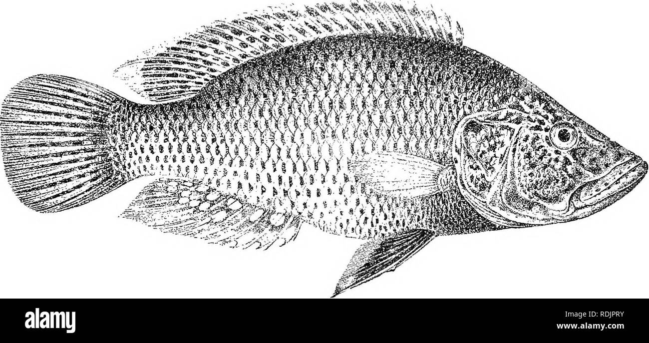 . Katalog der Süßwasser-Fische von Afrika in das British Museum (Natural History)... Fische; Süßwasser-Tiere. PAEATILAPIA. 321 mit der konkaven oberen Profil; Unterkiefer projizieren; Schnauze hingewiesen, Li, wenn tinnes so lang wie breit, kürzer als postocular Teil des Kopfes; Auge 3J (junge) zu 61 Mal in der Länge von Kopf, gleich oder etwas weniger Fi 2. 213.. Farulilapia angusticejis, männlich. Okovango E. (Tr. Z 8. 1911). Fiff. 214. Paratilapia angustieeps, weiblich. Art der S. l-afuensis, Kafue E.^. ^s^. Bitte beachten Sie, dass diese Bilder aus gescannten Seite Bilder, digita wurden extrahiert werden Stockfoto
