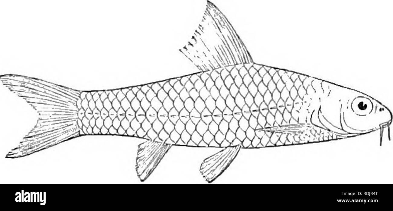 . Katalog der Süßwasser-Fische von Afrika in das British Museum (Natural History)... Fische; Süßwasser-Tiere. 151 CTPKINIDJ -. 148. BARBUS NIGERIENSIS. Bouleng. Proc. Zool. Soc. 1902 II S. 327, Pi. Xxviii. 3. Tiefe der Körper gleich Länge von Kopf, 4 Mal in der Gesamtlänge. Schnauze abgerundet, ein wenig kürzer als Auge, 2 § 3 | mal in Länge von Kopf; Stelle zwischen Breite 2 | 2 f mal in Länge von Kopf; Monat kleine, subinferior; Lippen moderat; zwei barteln auf jeder Seite, Ant die Abb. 64. 130.. Barbus nigeriensis. Art. Etwas kürzer als die hinteren, was gleich Durchmesser von e Stockfoto