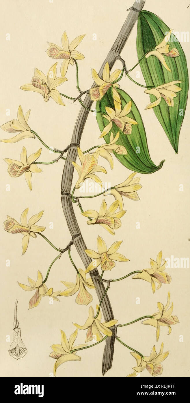 . Edwards' botanische registrieren, oder, ornamentalen Blumen - Garten und Gebüsch... Pflanzen, Zierpflanzen - - Großbritannien; Pflanzen, Zierpflanzen - - Großbritannien; Pflanze Einführung - - Großbritannien; fremder Pflanzen - - Großbritannien; Botanische Illustration - - Großbritannien; Botanische Illustration - - Großbritannien; Pflanzen; pflanzen. /D 6 J. ff,.,^^ --uU^. "Ich ^.^ Ja/J. t^u^W^/&lt;^S^lcca ^J^ om././ifJ 'C'. J -. 0 iiiJt; /. ^.. Bitte beachten Sie, dass diese Bilder extrahiert werden aus der gescannten Seite Bilder, die digital haben für die Lesbarkeit verbessert - Färbung und Aussehen dieser Abbildungen können nicht perfectl Stockfoto