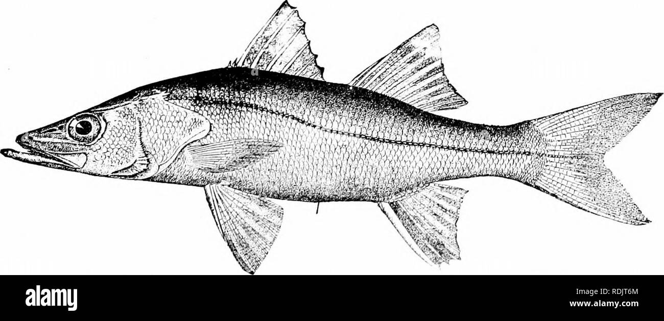 . Ein Leitfaden für das Studium der Fische. Fische; Zoologie; Fische. Abb. 254.-Apogon semilineatns Schlegel. llisaUi,, Iap; in. Die robalos: * Oxylabracidae. - Die Familie der Robalos iOxy-lahracid (2 oder Centropomidar), ist eng mit dem Serraiiidcr Verwandte, die sich unter anderem in der auffällige seitliche Linie auf der Schwanzflosse erweitert. Diese sind silberne Fische mit. Abb. 2.5.5. - Robalo, O. iylabrax underimnlis fBlocli). Florida. Körper dehnen, großen Schuppen, einen Hecht - Iikc ap]) carance, der ersten Rückenflosse aus starken Stacheln und die Wirbelsäule des sccontl * Die Europäische Zander ist die Art des La Stockfoto