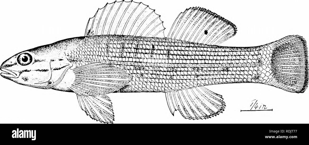 . Ein Leitfaden für das Studium der Fische. Fische; Zoologie; Fische. Abb. 250.- Efheostoma jordani Gilbert. Chestnut Creek, Eisenkraut, Ala sind dargestellt durch Jordanien und Evermann (" Fische aus Nord- und Mittelamerika", Bd. I). ] Iost schönsten aller Süßwasser-Fische ist das Blue-breasted, libel EtJieostoma caimiriiiii, rot-blau und Olive, mit roten Flecken,. Abb. 251.-Blau-breasted, libel Etheosioma camurum (Cope^ Die farbenprächtigen von American River Fische. Cumberland Gap, Tenn wie eine Forelle. Diese Art li'es in klaren Bächen des Ohio Valley, einer Region, die vielleicht als c angesehen werden Stockfoto