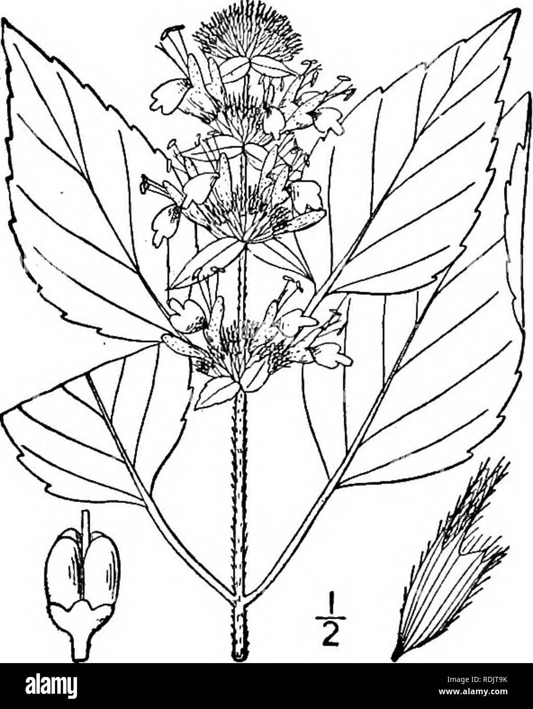 . Eine Illustrierte Flora von der nördlichen USA, Kanada und die britischen Besitzungen, von Neufundland zu den Parallelen der südlichen Grenze von Virginia, und vom Atlantik westwärts zu den 102 d Meridian. Botanik; Botanik. 2. Blephilia hirsuta (Pursh) Torr. Haarige Blephilia. Abb. 3646. Monarda hirsuta Pursh, Fl. Standort. Sept. 19. 1814. Blephilia nepetoides Raf. Journ. Phys. 89:98. 1819. Blephilia hirsuta Torr. Fl. Us 27. 1824. Stammzellen villous-PUBERTIERENDEN oder kahl, meist Zweig-ed, ii "-3° hoch. Blätter häutig, eiförmige oder Eiförmig-Lanzettlich, zugespitzt im Apex, abgerundet, c Stockfoto