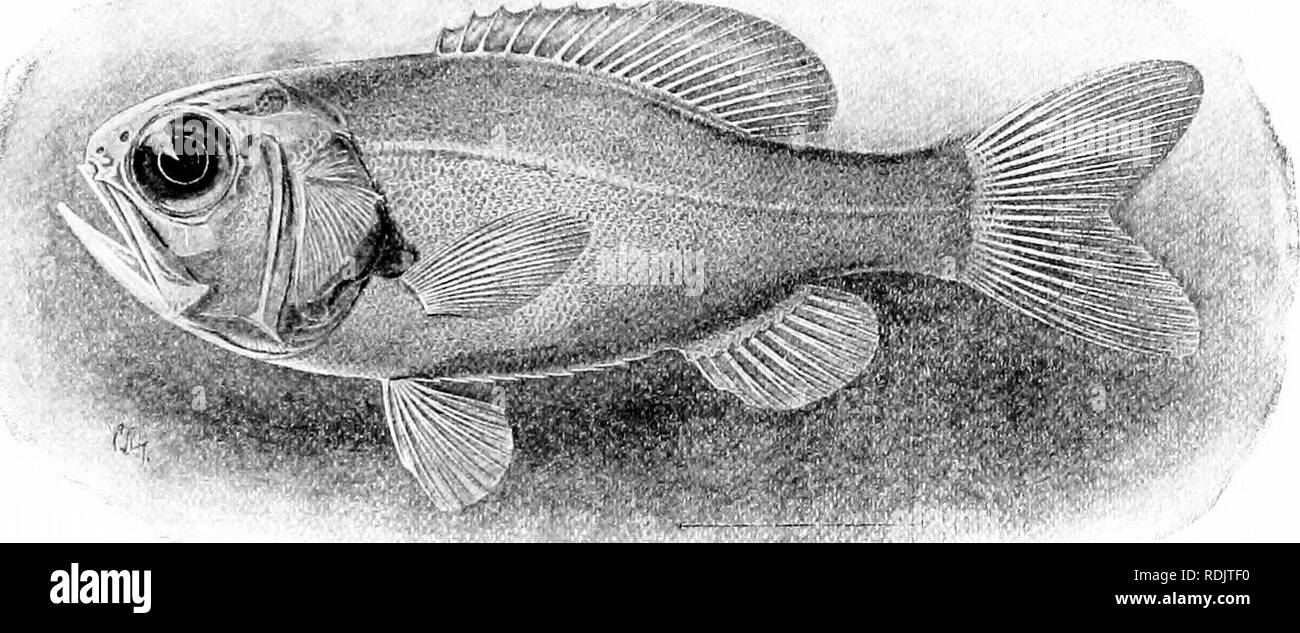 . Ein Leitfaden für das Studium der Fische. Fische; Zoologie; Fische. 25; und Plectronnis Berycoidei. In Caulolep - ist die Kiefer Bogen bewaffnet mit - sehr starke Eckzähne. Verbündet mit dem Trachichthyida: sind auch die fossilen Gattungen IIop-loptcryx und Homonotus. lioploptcryx Icwcsiensis, aus dem Englischen Kreide, ist eines der frühesten Der Stacheligen geröntgt Fische. Der Soldat - Fische: Holocentridas. - Die soklier - Fische (Holo-centridcc), auch bekannt als Eichhörnchen - Fische, Waliser, soldados, matajuelos, malau, alelii, etc., sind Ufer Fische sehr charakteristisch. Abb. 201.- Paratrachichthys prosthemius Jordan&amp; Fowler, Misa Stockfoto