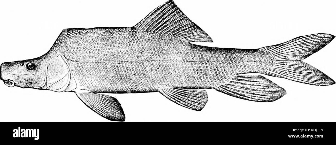 . Ein Leitfaden für das Studium der Fische. Fische; Zoologie; Fische. Fio. 139. - Tonsilla Zähne von Oregon Saugen - äh, C'atostonais Makro-cheilus.. Abb. IJO.-Razor-zurück-Sucker, Xyrauchcn cijpho (lockington) Grün Ri ger, Utah. Catostomus, durch ihren Schädeln bekannt sind, sind im Pliozän von Idaho gefunden. Die schmerlen. - Die Cobitidcc oder Schmerlen, sind kleine Fische, die alle weniger als ein Fuß in der Länge, bewohnen, Bäche und Teiche von Europa und Asien. In der Struktur sind sie nicht sehr verschieden von elritzen, aber sie sind eher Aal - wie in Form, und die zahlreichen. Bitte beachten Sie, dass diese Bilder aus gescannten Seite extrahiert werden Stockfoto