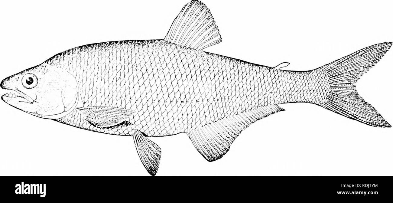 . Ein Leitfaden für das Studium der Fische. Fische; Zoologie; Fische. l62 Serie Ostariophysi diese Fische sind aufgerufen wird), und in Stücke gerissen, bevor es mit - Aus dem Wasser gezogen werden können. Die caribes selbst selten verbunden sind, wie Sie die Haken einrasten oder die Linie schneiden. Der Geruch von Blut ist sagte auf einmal Tausende dieser Fische an Ort und Stelle zu gewinnen." Zwei Familien von Heterognaihi ax, erkannt: Die Erythri - nidcB, die die Fettflosse Mangel, und der Characidcs, in die diese fin entwickelt wird. Die Erythrinidce sind große Hechte - wie Fische im Südamerikanischen Flüsse, robust und beharrlichen des Lebens, mit la Stockfoto