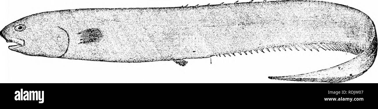. Ein Leitfaden für das Studium der Fische. Fische; Zoologie; Fische. 158 Das Apodes oder Aal - wie fischt das Lipogenyidcs haben einen runden, sucker - wie Mund, mit unvollkommenen Unterkiefer, sind aber ansonsten ähnlich. GilU Lipogenys wurde in den Golfstrom ausgebaggert.. Abb. 118.- Notacanihus phasganorvs Goode & Amp; Bean. Grand Banks. Dr. Boulenger hat vor kurzem die Gruppe von Heteromi verlängert durch die Hinzufügung der DercetidcB, Halosauridcz (Lyopomi), und der FierasferidcB. Wir können es kaum anzunehmen, dass alle diese Formen wirklich sind verbündet mit Notacanthus.. Bitte beachten Sie, dass diese Bilder aus gescannten Seite Bilder extrahiert werden tha Stockfoto