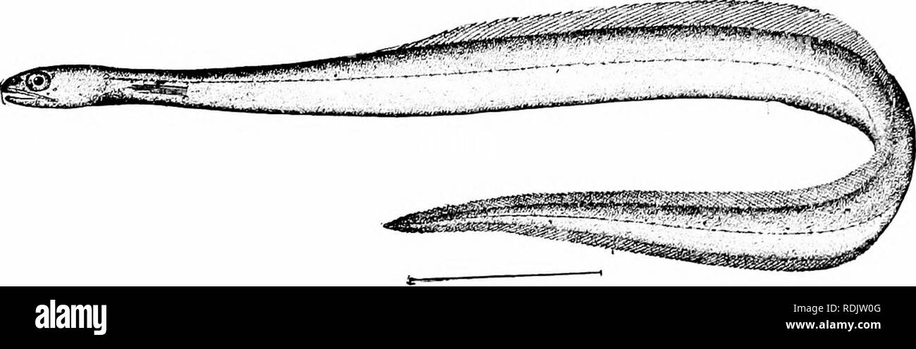 . Ein Leitfaden für das Studium der Fische. Fische; Zoologie; Fische. 156 Die Apodes oder Aal - wie Fische, die, wie in allen wahren Aale und die maxillaries lose mit dem Schädel verbunden. Die symplektische Knochen ist, und der Unterkiefer ist so auf den Schädel spezifiziert, dass es schwingt frei in verschiedenen Richtungen. An die Stelle der seitlichen hne sind einzigartig Anhängsel.. Abb. llfi.- Derichthys serpentinus Gill. Golfstrom. Dr. Gill sagt über diese Fische: "Die gesamte Organisation ist speziell für das Ausmaß der Abweichung, und unsere alten Vorstellungen der char-acteristics der Fische erfordern im Lichte der geändert werden Stockfoto