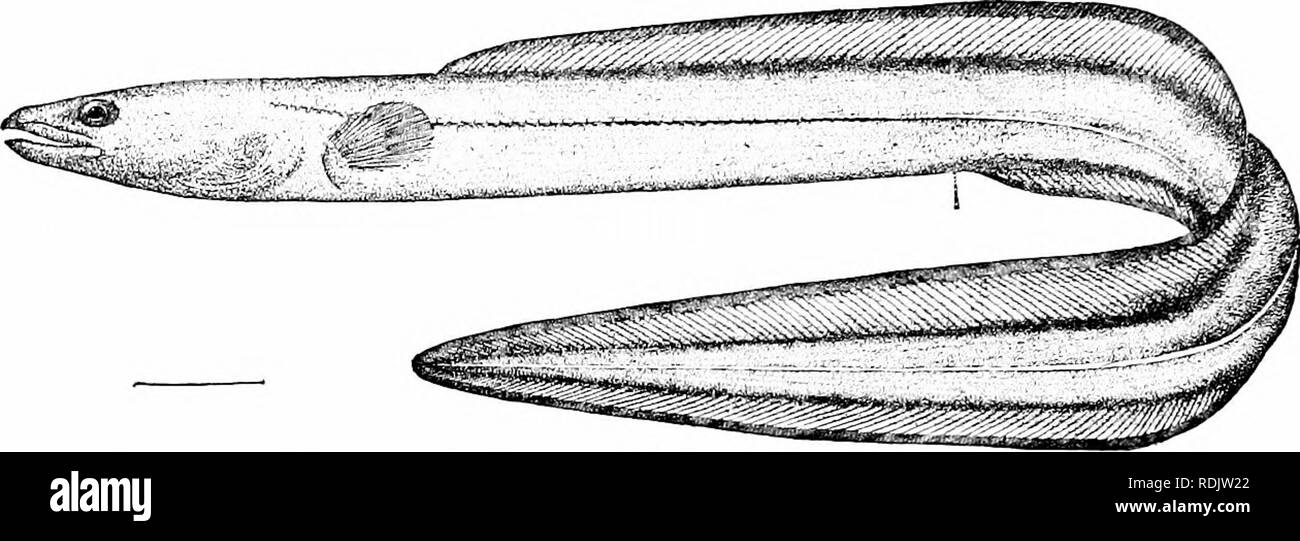 . Ein Leitfaden für das Studium der Fische. Fische; Zoologie; Fische. 150 Die Apodes oder Aal - wie Fische zuerst für die Larve des Gemeinsamen conger verwendet worden - Aal. Die losen wässrige Gewebe dieser "Ghost - Fische" mehr und mehr Kompakte wachsen und sie sind schließlich in jungen congers verwandelt.. Abb. 105.- Conger - Aal, Lcplocephalus conger (L.). Noank, Anschl. Die Alnrcriicsocidcv sind große Aale bemerkenswert für ihre starke Messer - wie Zähne. AInrcciiesox AVest Savanne tritt in der Karibik und im Mittelmeer, Mitrcoiesox cincreiis in Japan, und Miircciicsox coiiiccps an der Westküste von Mexiko, alle l Stockfoto