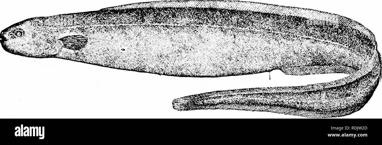 . Ein Leitfaden für das Studium der Fische. Fische; Zoologie; Fische. Die Apodes oder Aal - wie Fische 149 stumpfen Nase, und Baue den Weg in die Gremien der Heilbutt und andere große Fische. Es hat in Neufundland gefunden worden und. Fin. 103.- Pug-gerochene Aal, Simenchelys parasiticus Gill. Sable Island Bank. Madeira. Eine andere Familie, die über rudimentäre Skalen ist die des SynapJiohranchidce, schlanke Aale aus den Tiefen des Ozeans, weit verbreitet. In diesen Formen der Gill - Öffnungen sind Konfluent. Synaphobranchus piiuiatns ist das bekannteste Arten.. Bitte beachten Sie, dass diese Bilder aus gescannten Seite ima extrahiert werden Stockfoto