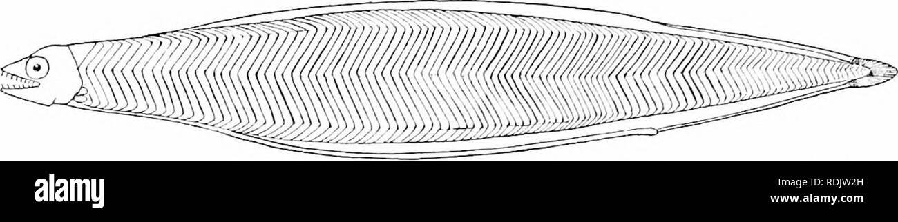 . Ein Leitfaden für das Studium der Fische. Fische; Zoologie; Fische. 148 Die Apodes oder Aal - wie Fische cephali, durch ein Band- oder leptocephalous Stadium, wie im Fall der Albula- und andere Isospondyli. In der Con-tinued Wachstum des Körpers wird straffer, und zur gleichen Zeit. Abb. 102.- Larven der Flußaal, AngutLLa chrmypa (Bergh), genannt "Lepto-cevhalus grassii. (Nach Eigenmann.) viel kürzer und dicker, schrittweise die normale Form der Arten in Frage. In einem neuen Papier Dr. Carl H. Eigenmann hat sehr vollständig überprüften das Leben - Geschichte der Aal. Die gemeinsame Arten leben in Stockfoto