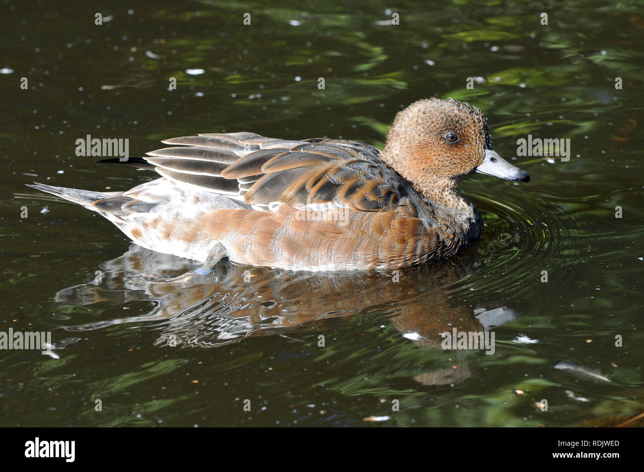 Eurasische Witwe, auch bekannt als Widgeon, Pfeifente, Canard Siffleur, fütyülő réce, Anas penelope Stockfoto