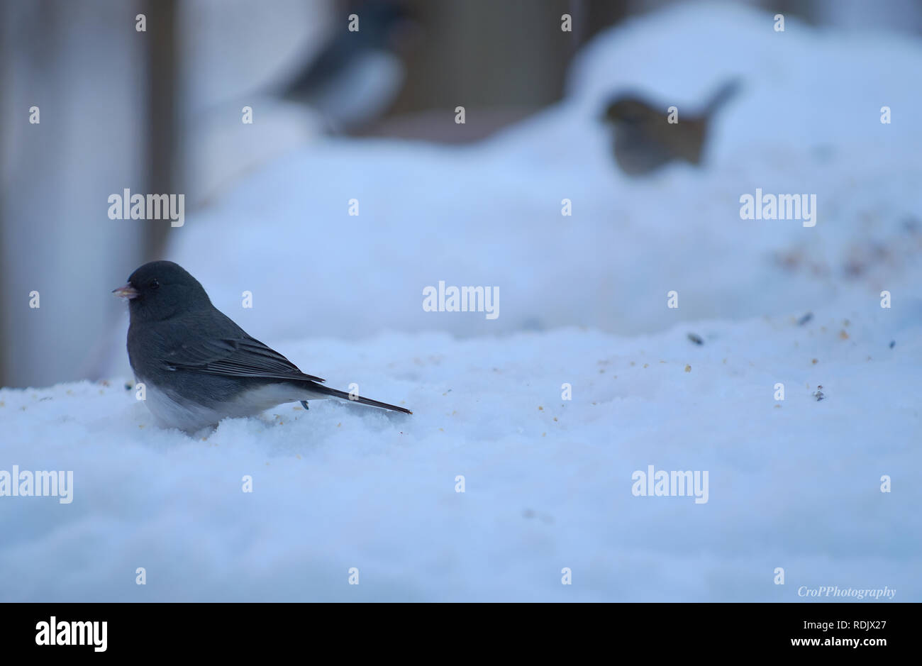 Männliche Dark Eyed Junco mit weißen throated Sparrow im Hintergrund im Schnee Stockfoto