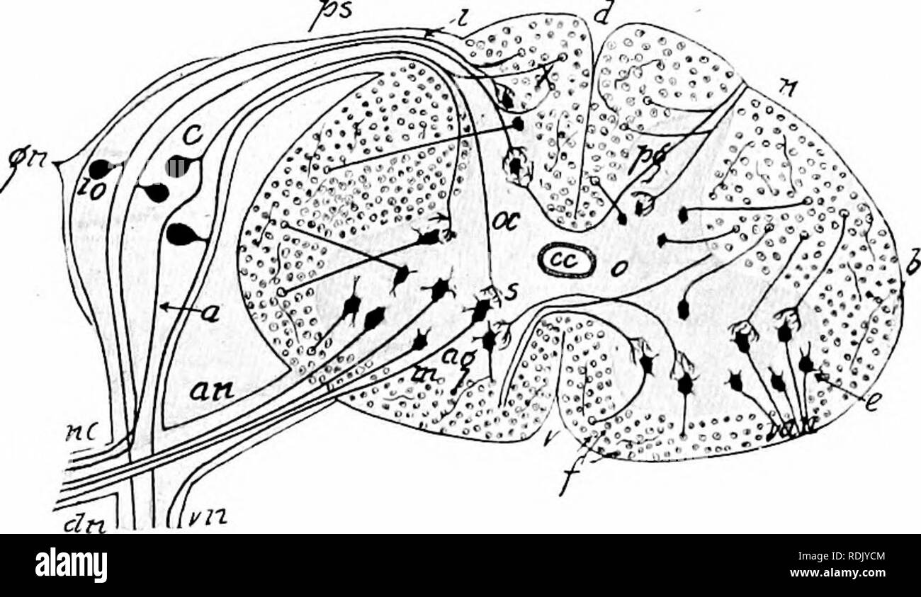 . Säugetierzellen Anatomie: mit besonderem Bezug auf die Katze. Säugetiere; Anatomie, Vergleichende; Katzen. Das Nervensystem. 195 Rami communicantes, melden Sie die angrenzenden Ganglion des sympathischen Cord (Abb. 107). Jeder der vier Zweige enthält sowohl motorische und sensorische Fasern, oder, mit anderen Worten, Fasern aus beiden Wurzeln. Der Ausgang und Eingang der Nervenwurzeln teilen die weiße Substanz des lateralen Hälfte in drei Spalten mit der Bezeichnung, deren Standort, die vordere Spalte, die seitlichen Spalte und der hinteren Spalte. Die erste ventral des ein-terior Nervenwurzeln, das letzte ist dorsal der p Stockfoto