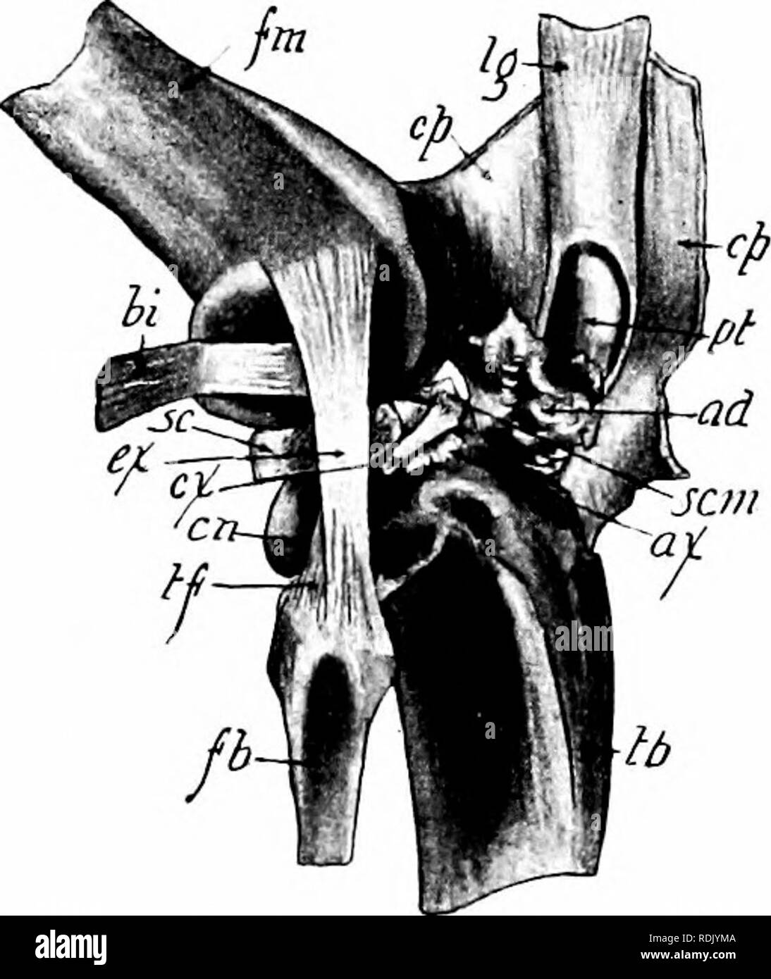 . Säugetierzellen Anatomie: mit besonderem Bezug auf die Katze. Säugetiere; Anatomie, Vergleichende; Katzen. 74 Elemente von Säugetieren Anatomie. Wie das Kniegelenk leicht zerlegt werden kann und die Teile gut angezeigt, es ist hier etwas im Detail beschrieben. Das Bein sollte am Hüftgelenk und die Muskulatur weitgehend entfernt Freistehendes, wobei darauf zu achten ist, dass in der unmittelbaren Nachbar-Haube der Knie, dass die Bänder nicht geschnitten werden. Es gibt acht Bänder zu dieser gemeinsamen. Die anteriore Kreuzband oder ligament Der patella (Abb. 45), das sich von der Patella zur Anterioren tuberkel auf dem Schienbein, ist der stärkste Ligament Stockfoto