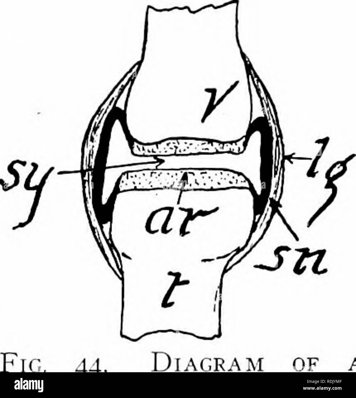 . Säugetierzellen Anatomie: mit besonderem Bezug auf die Katze. Säugetiere; Anatomie, Vergleichende; Katzen. Die Gelenke. Die Studie über die Artikulation der Knochen und des liga-Anforderungen sie in ihrer Position gehalten wird als syndesmology bekannt. Es gibt drei allgemeine Klassen von artikulationen: Synar - throses, oder unbewegliche Gelenke; amphiarthroses, oder Gelenke mit leichter Bewegung; und diarthroses, oder Gelenke frei mov-fähig. Eine gemeinsame synarthrodal ist in die Nähte illustriert werden - die Knochen des Schädels Tween. Die beiden Oberflächen des Knochens werden nur von faserigen Membran getrennt. Eine amphiarthrodal Artikulation tritt zwischen dem Bodi Stockfoto